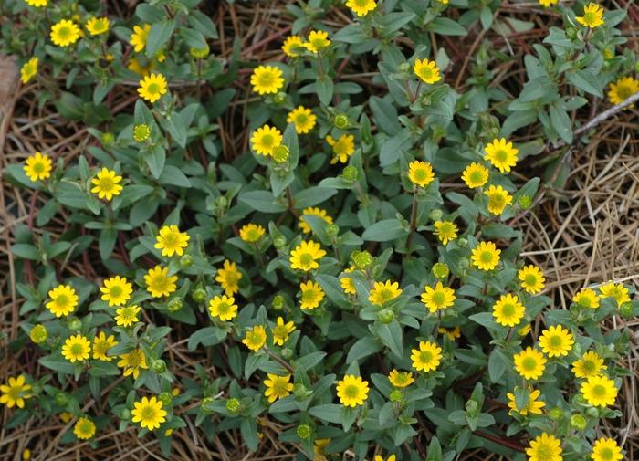 Sanvitalia procumbens Sunbini®