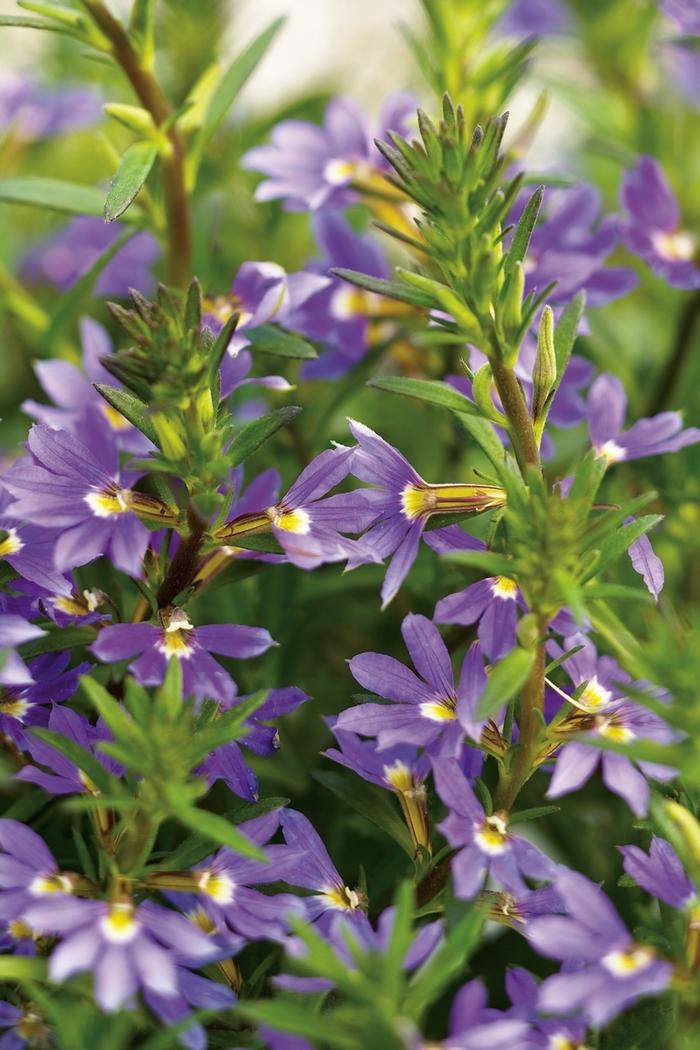 Scaevola aemula Whirlwind® Blue