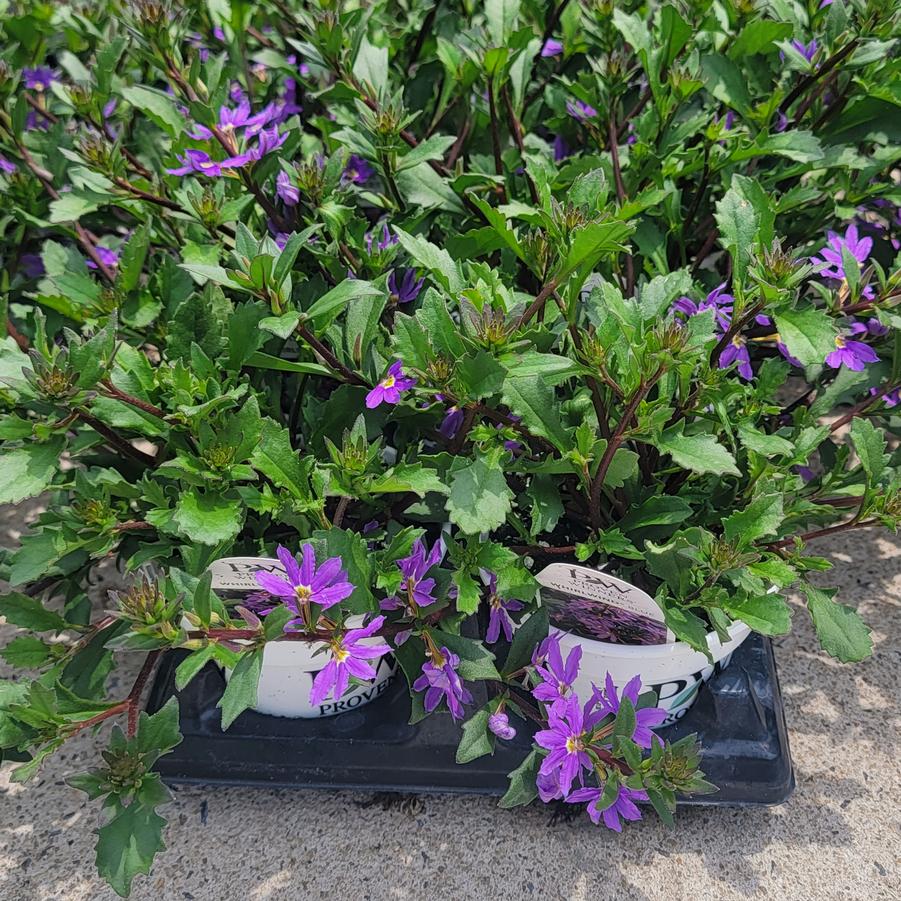 Scaevola aemula Whirlwind® Blue