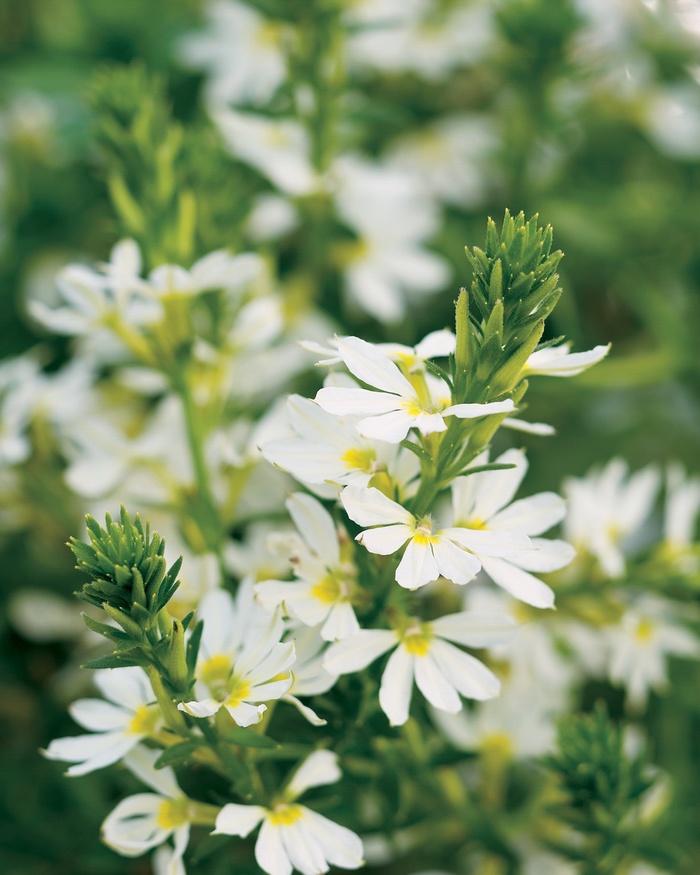 Scaevola aemula Whirlwind® White