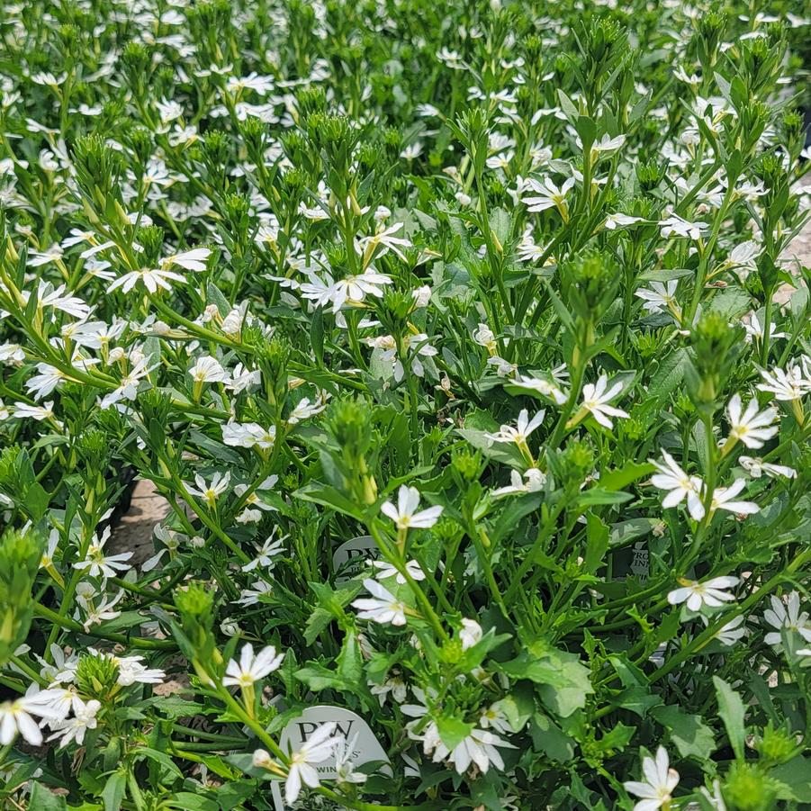 Scaevola aemula Whirlwind® White