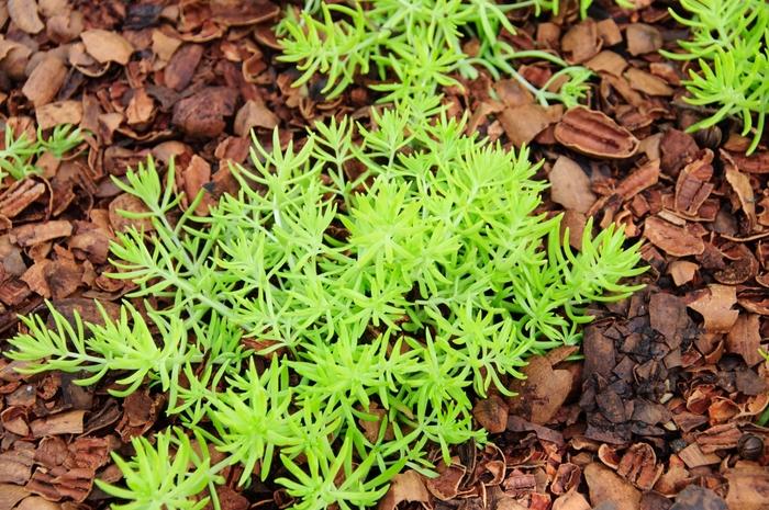 Sedum mexicanum Lemon Coral®