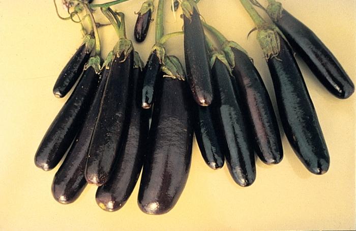 Solanum melongena Little Fingers