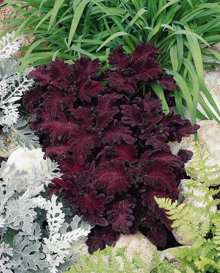 Solenostemon Black Dragon