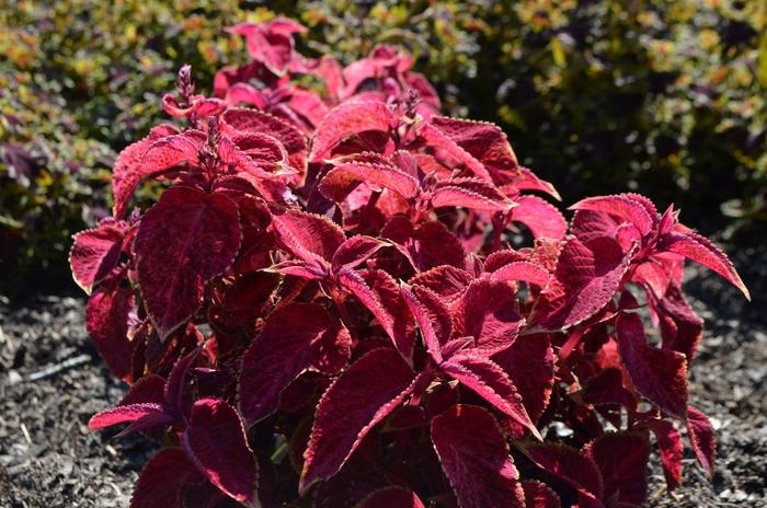 Solenostemon Wizard® Velvet Red