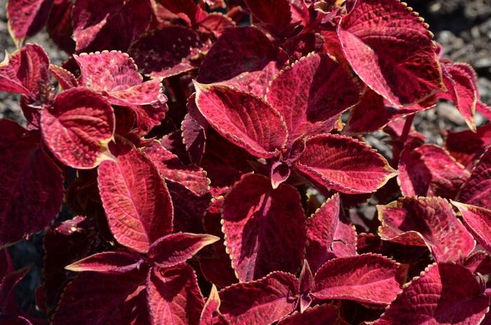 Solenostemon Wizard® Velvet Red