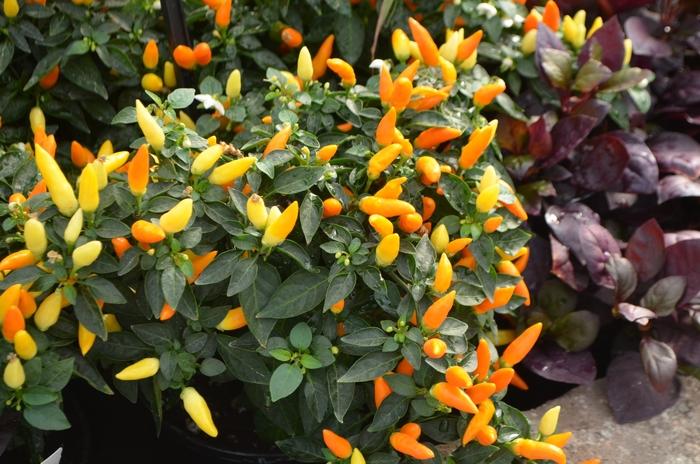 Capsicum annuum Sedona Sun