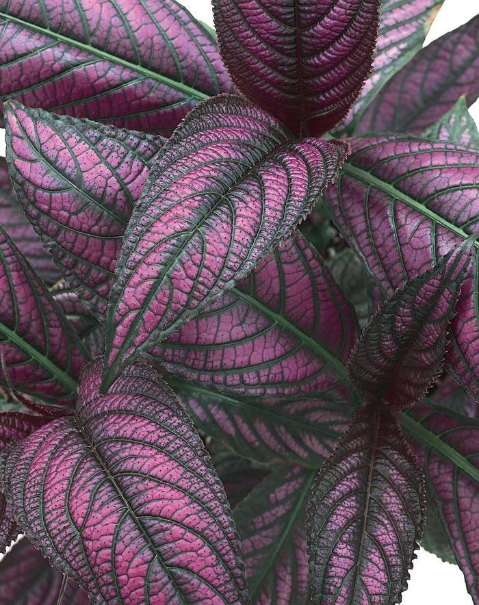 Strobilanthes dyerianus Proven Accents® 