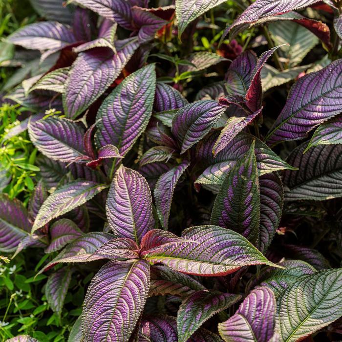 Strobilanthes dyerianus Proven Accents® 