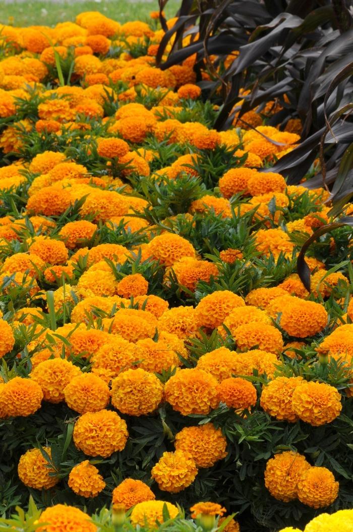 Tagetes erecta Taishan® Orange