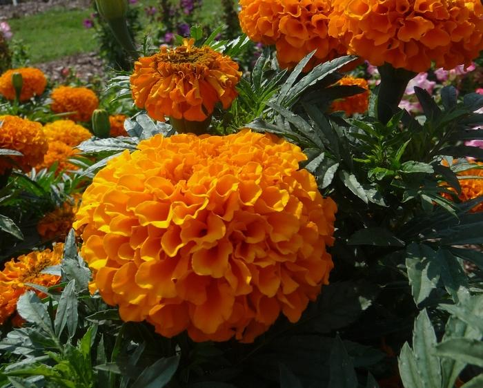 Tagetes erecta Taishan® Orange