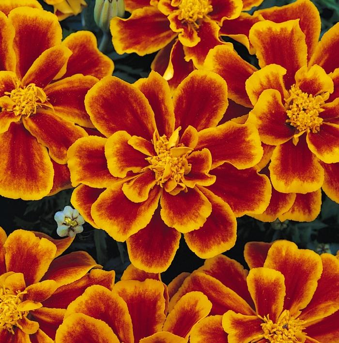 Tagetes patula Durango® Flame