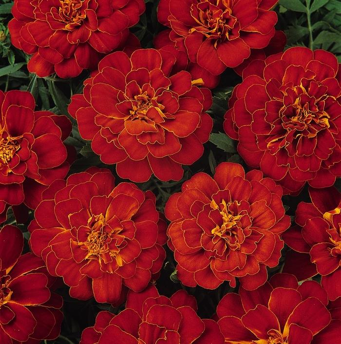 Tagetes patula Durango® Red