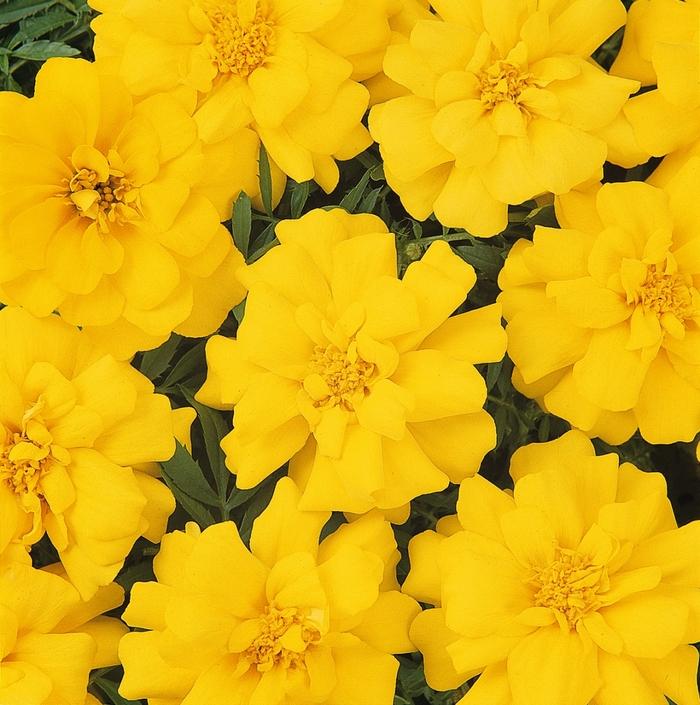 Tagetes patula Durango® Yellow