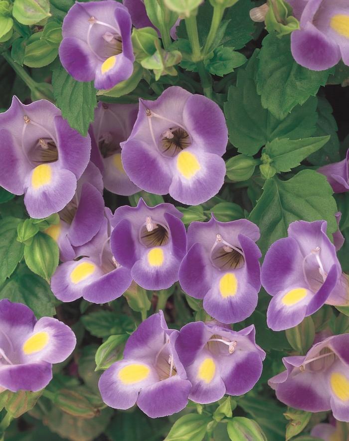 Torenia Catalina® Blue