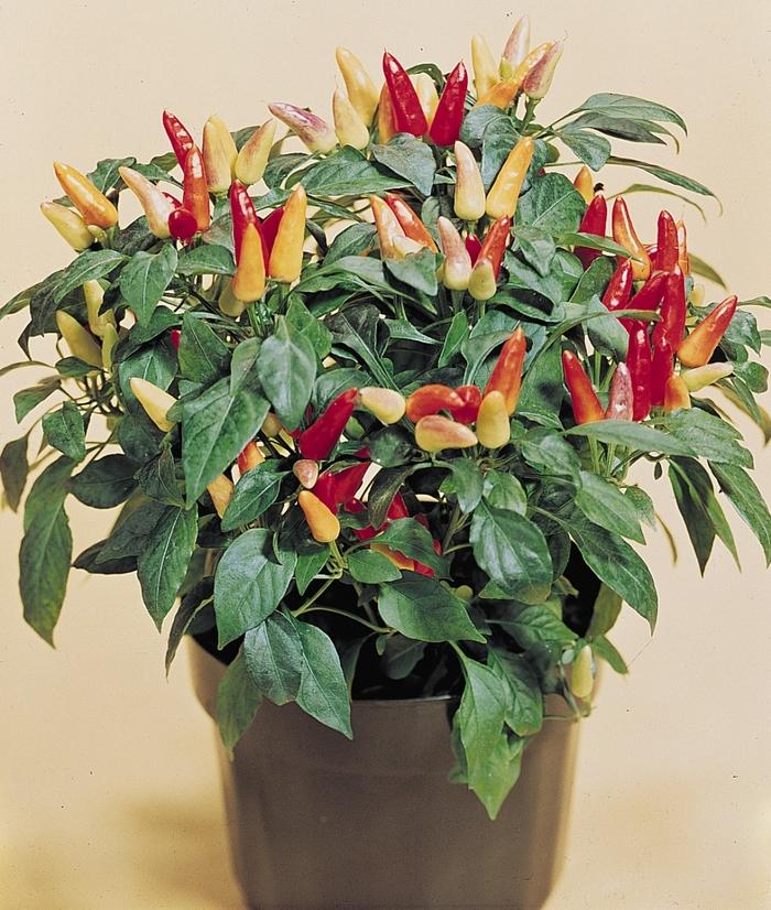 Capsicum annuum Red Missle