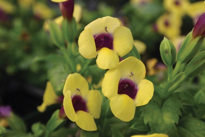 Torenia Catalina® Gilded Grape®