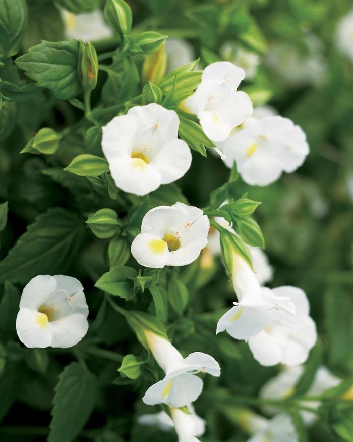 Torenia Catalina® White Linen