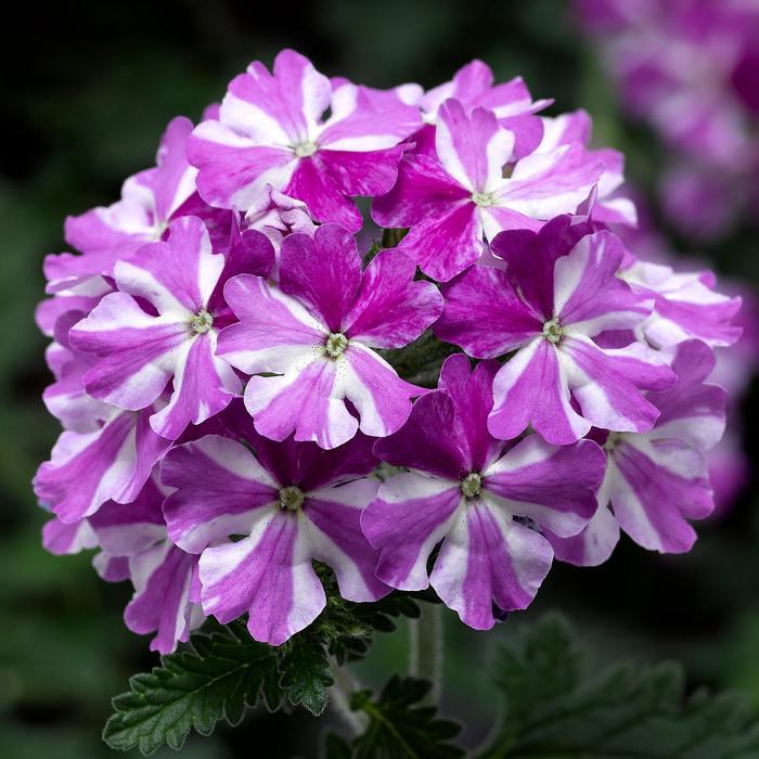 Verbena Lanai® Twister™ Star Purple 