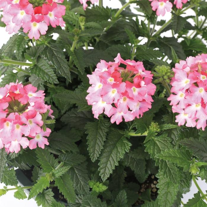 Verbena Lanai® Pink