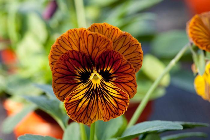 Viola cornuta Tiger Eyes Red