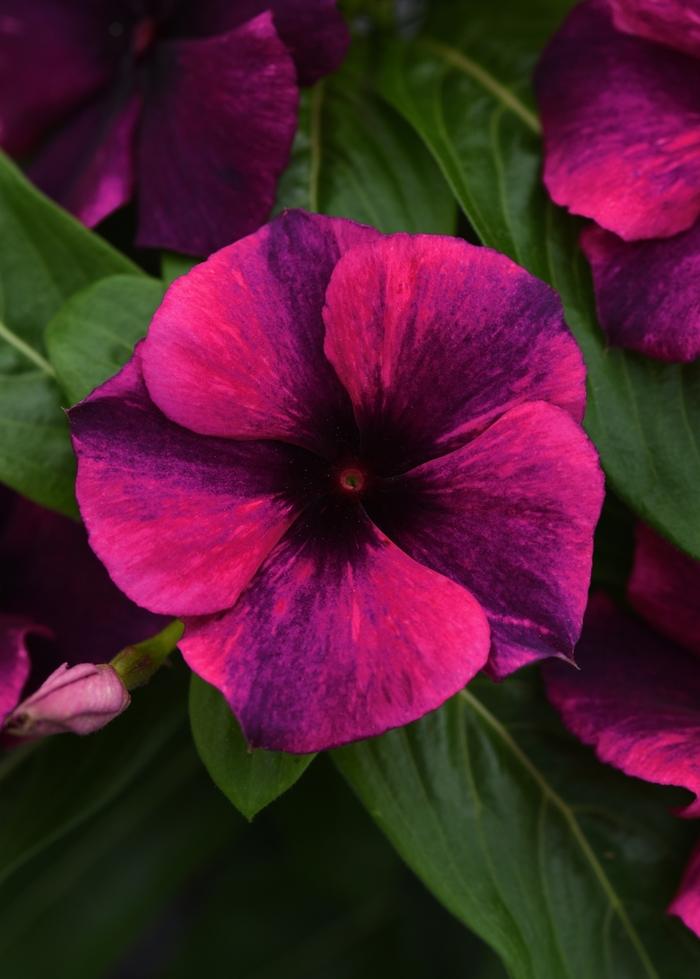 Catharanthus roseus Tattoo™ Black Cherry