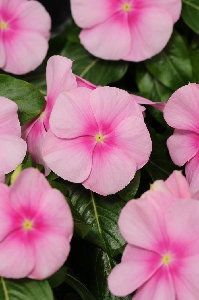 Catharanthus roseus Titan™ Icy Pink