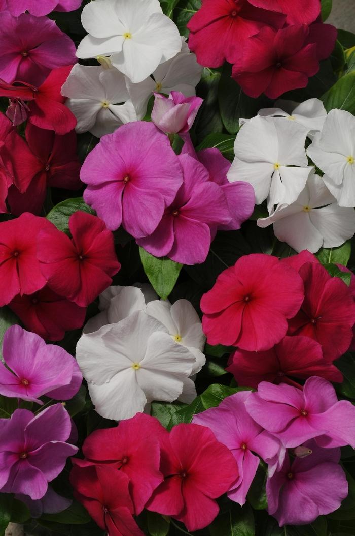 Catharanthus roseus Pacifica XP Mystic Mix