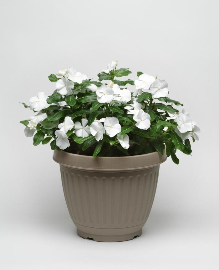 Catharanthus roseus Titan™ Pure White