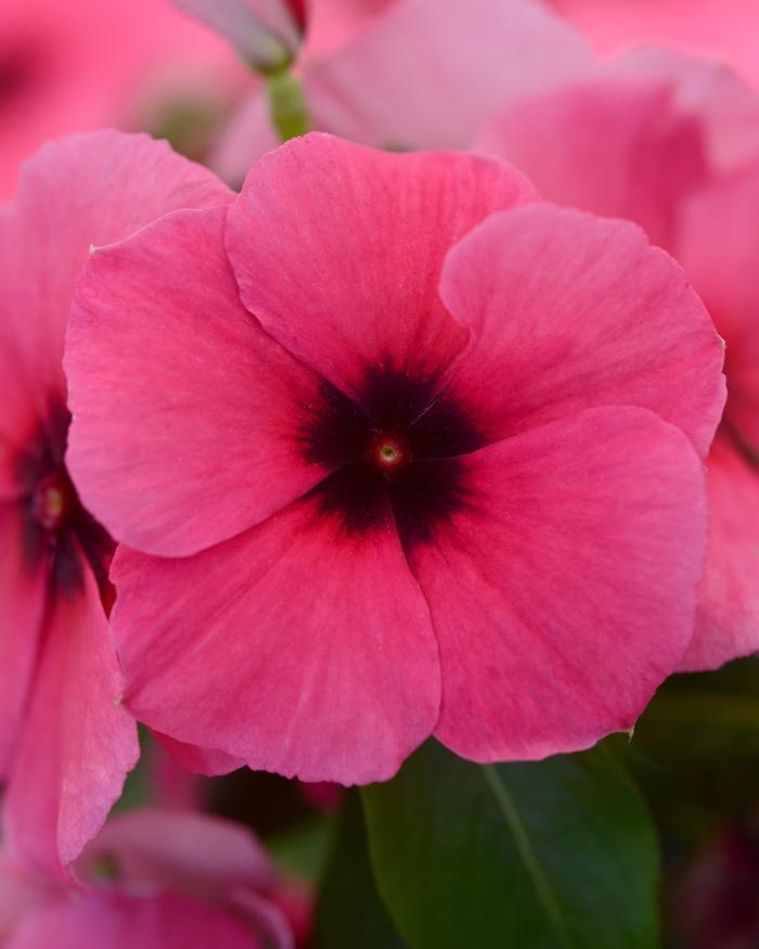 Catharanthus roseus Tattoo™ Raspberry