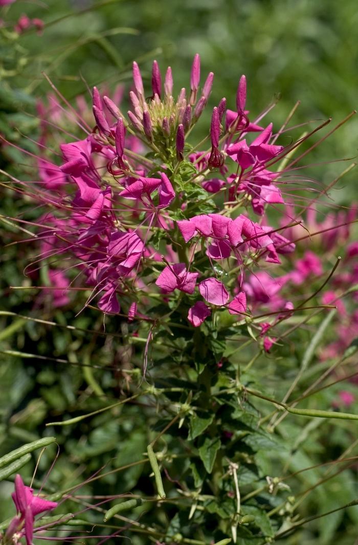 Cleome hassleriana Sparkler™ Rose