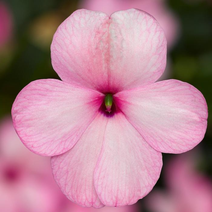 Impatiens walleriana Imara™ XDR Pink