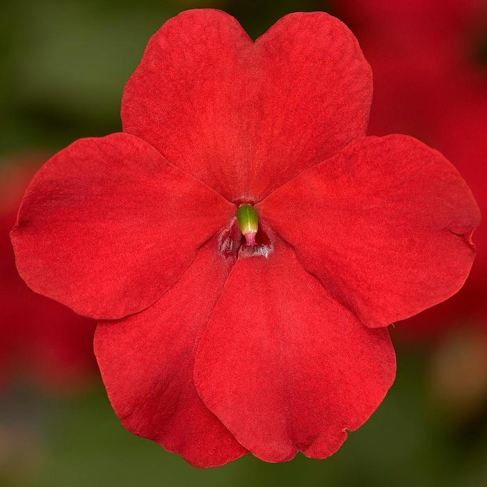 Impatiens walleriana Imara™ XDR Red