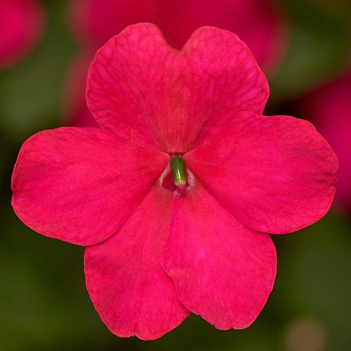 Impatiens walleriana Imara™ XDR Rose