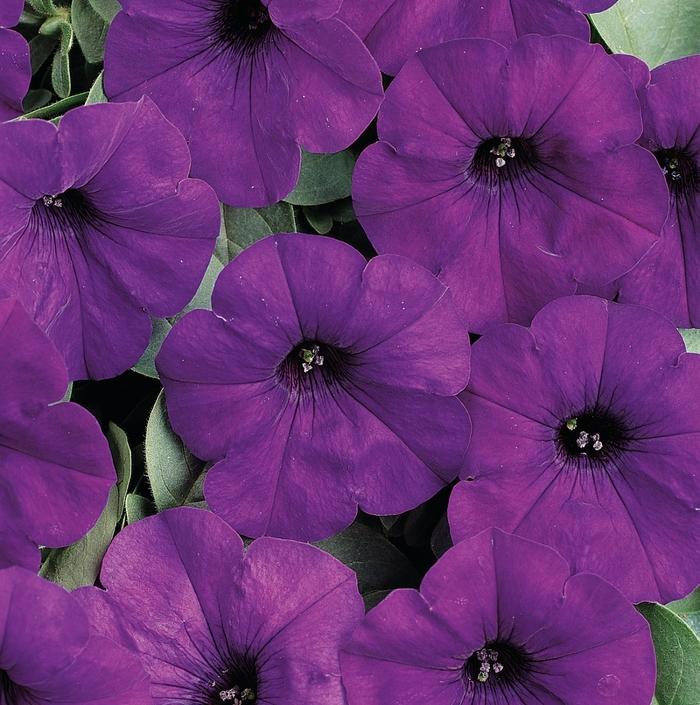 Petunia Easy Wave® Blue