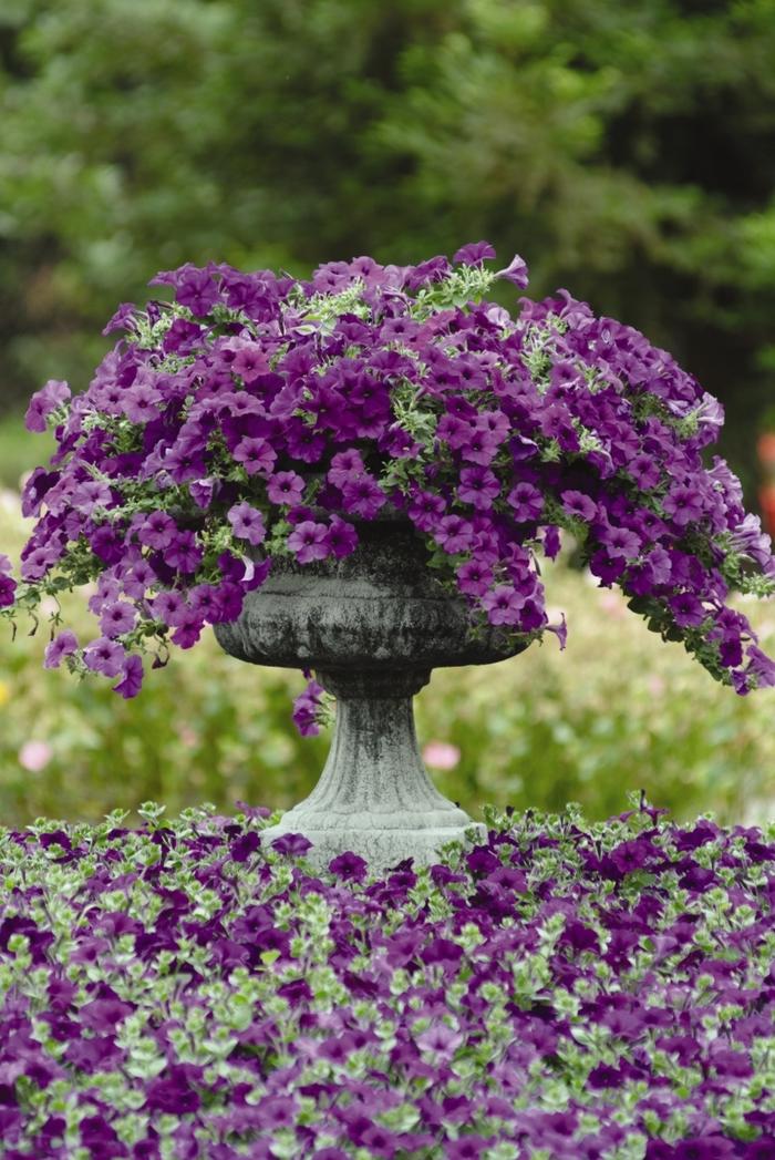 Petunia Easy Wave® Blue