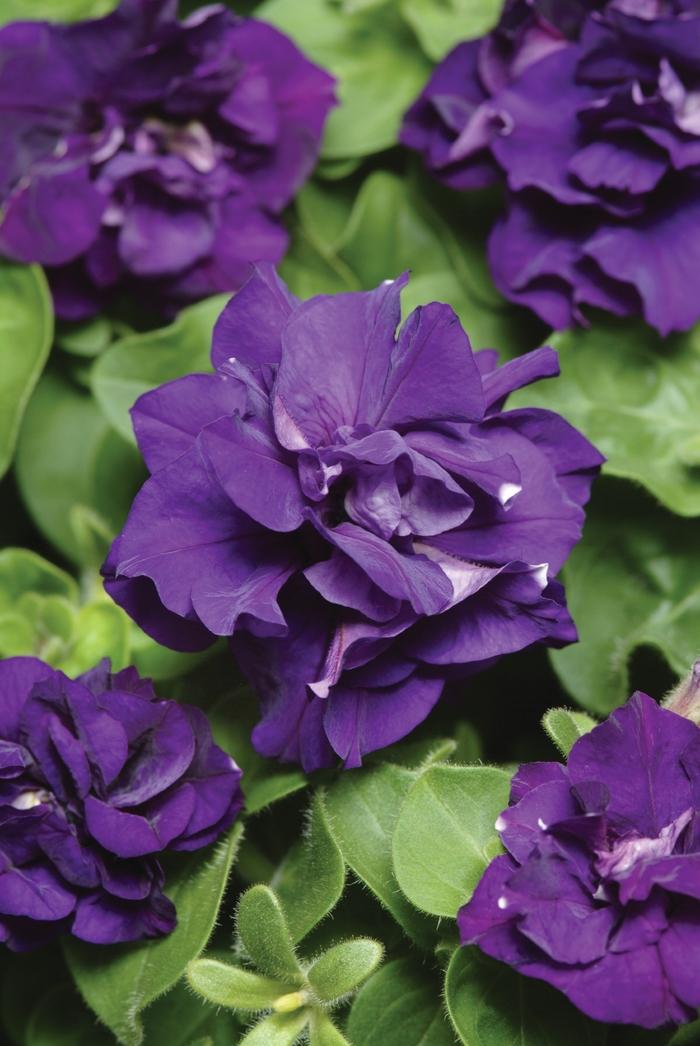 Petunia Double Madness™ Blue