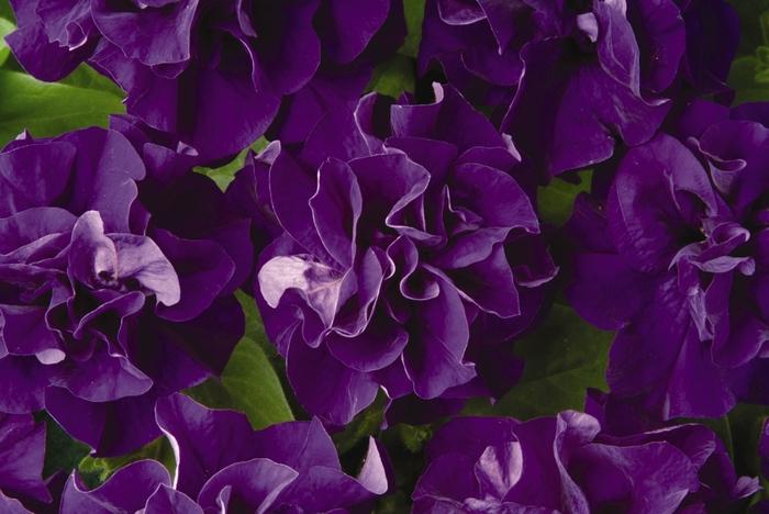 Petunia Double Madness™ Blue