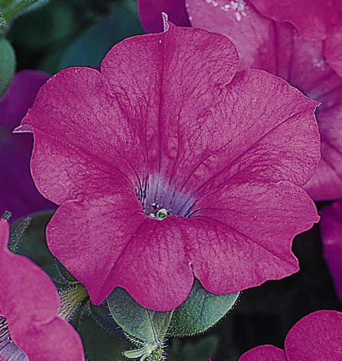 Petunia Wave® Lavender