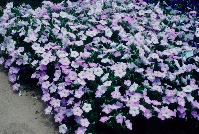 Petunia Wave® Misty Lilac