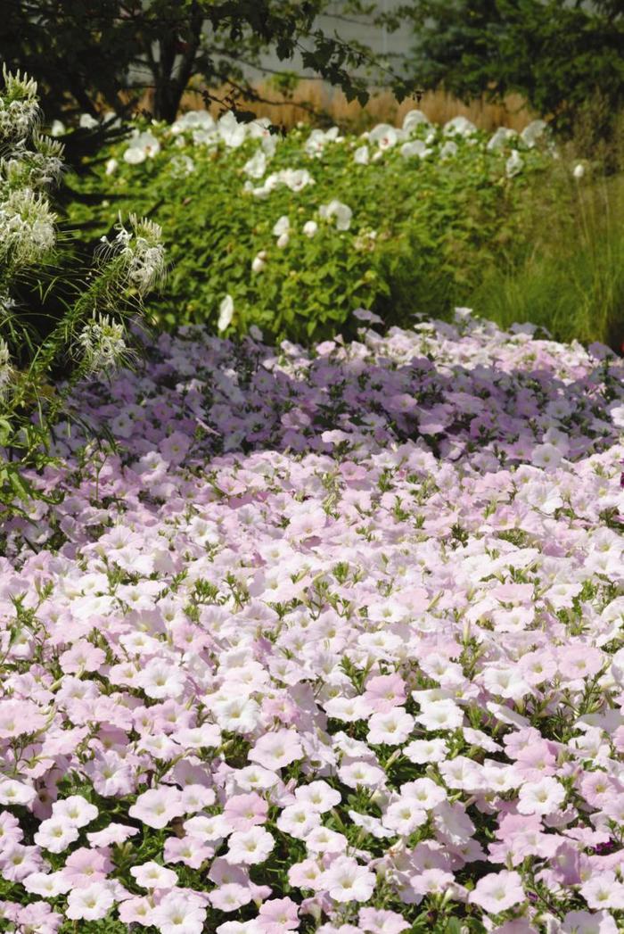 Petunia Wave® Misty Lilac