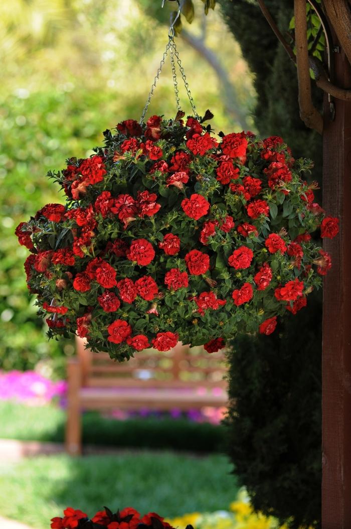 Petunia Wave® Red