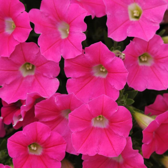 Petunia Shock Wave™ Rose