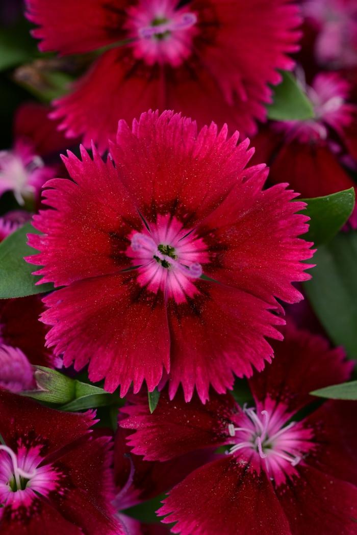 Dianthus Floral Lace™ Purple Improved