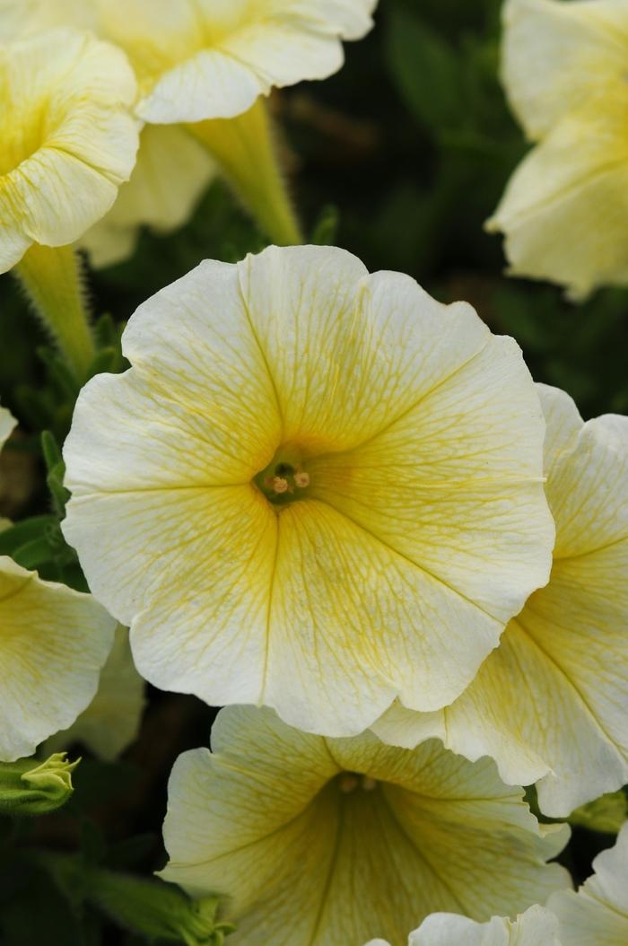 Petunia Easy Wave® Yellow