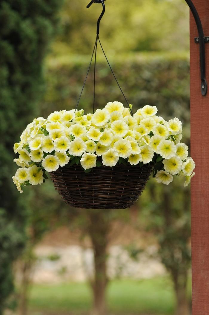 Petunia Easy Wave® Yellow