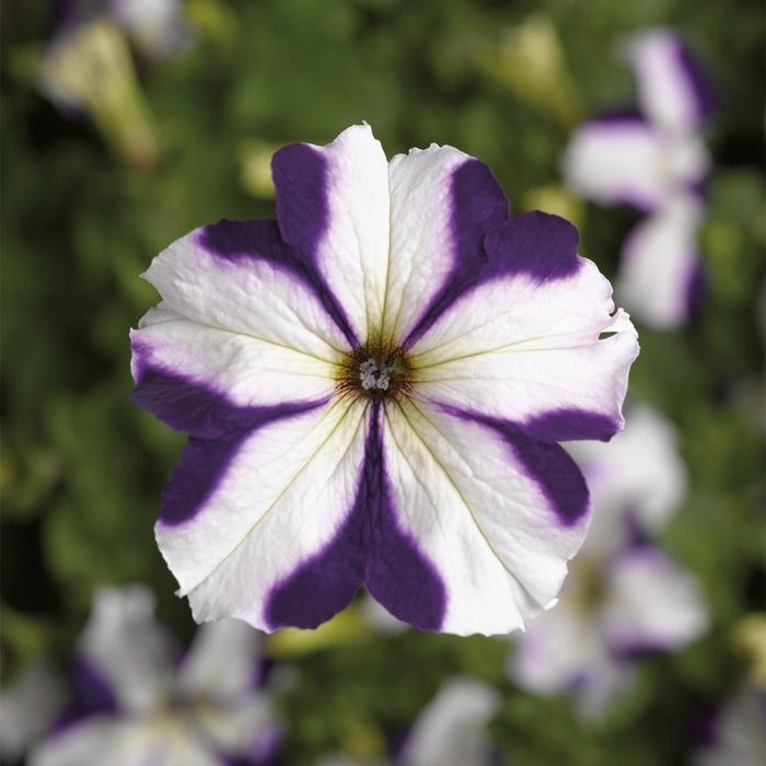 Petunia grandiflora TriTunia™ Blue Star