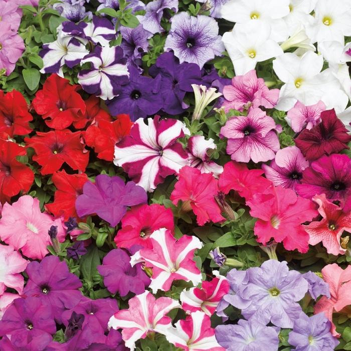 Petunia grandiflora TriTunia™ Mix