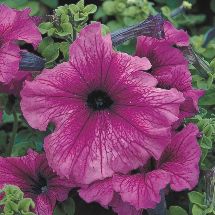 Petunia grandiflora TriTunia™ Plum