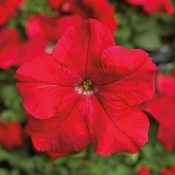 Petunia grandiflora TriTunia™ Red